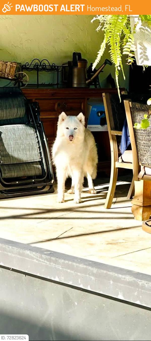 Found/Stray Female Dog last seen Near sw and 296 Street Redlands , Homestead, FL 33030