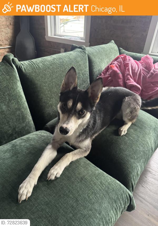Found/Stray Male Dog last seen Aberdeen Tap, Chicago, IL 60642