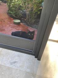 Lost Female Cat last seen Tamiami Trail and the landings, Miami-Dade County, FL 33144