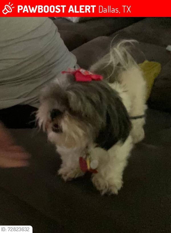 Lost Female Dog last seen Beckley park, Dallas, TX 75224