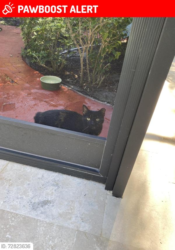 Lost Female Cat last seen Tamiami Trail and the landings, Miami-Dade County, FL 33144