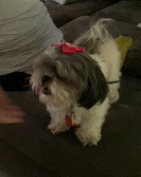 Lost Female Dog last seen Beckley park, Dallas, TX 75224