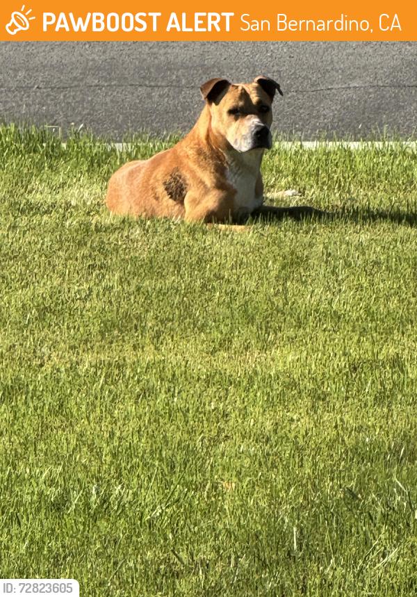 Found/Stray Male Dog last seen Valencia ave, San Bernardino, CA 92404