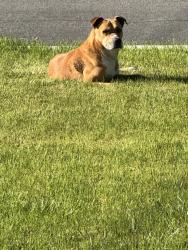 Found/Stray Male Dog last seen Valencia ave, San Bernardino, CA 92404