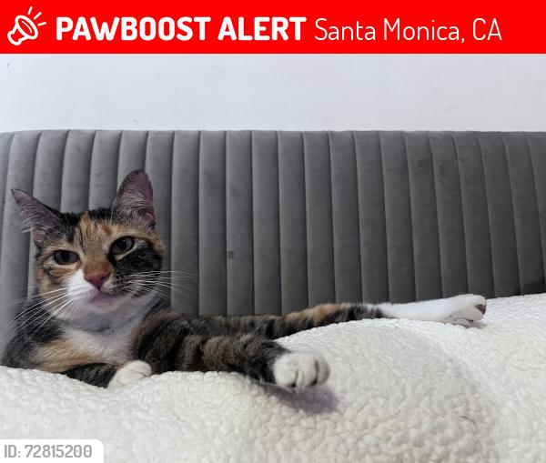 Lost Female Cat last seen Ocean Park Blvd, Santa Monica, CA 90405