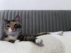 Lost Female Cat last seen Ocean Park Blvd, Santa Monica, CA 90405