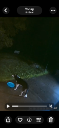 Found/Stray Unknown Dog last seen Cleveland and Wehr Rd. , New Berlin, WI 53151