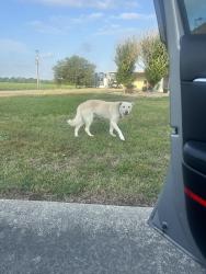 Found/Stray Male Dog last seen Near jude rd, Erath, LA 70533