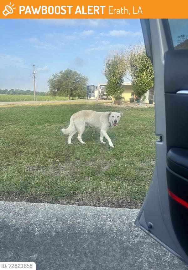 Found/Stray Male Dog last seen Near jude rd, Erath, LA 70533