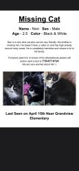 Lost Male Cat last seen E 5th ave and woodland drive, Vancouver, BC V5N 5X9