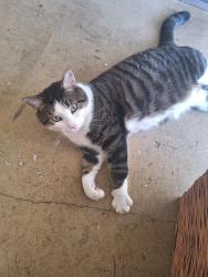 Lost Male Cat last seen Aspen Way, New Port Richey, FL 34654, New Port Richey, FL 34654