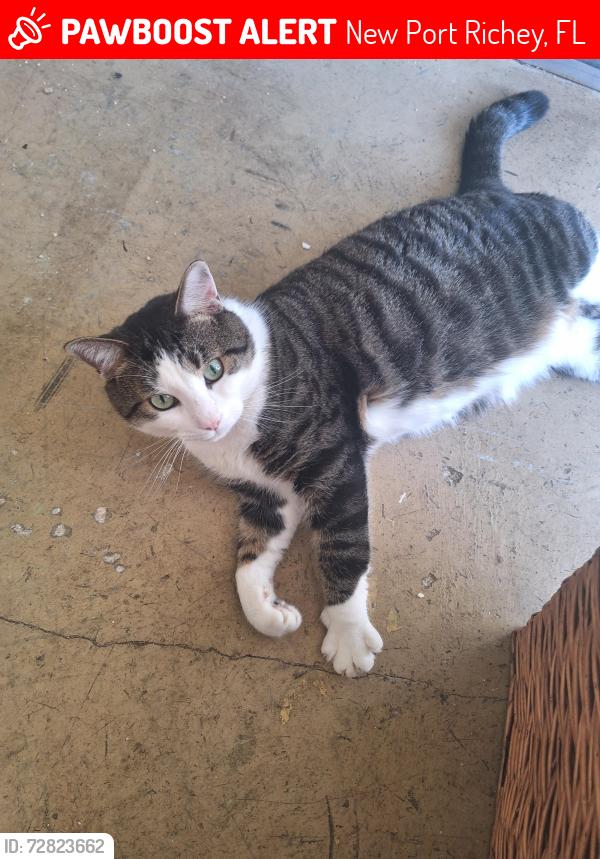 Lost Male Cat last seen Aspen Way, New Port Richey, FL 34654, New Port Richey, FL 34654