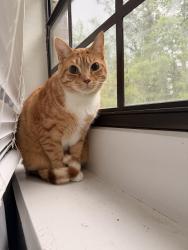 Lost Male Cat last seen broken bow subdivision , Birmingham, AL 35242