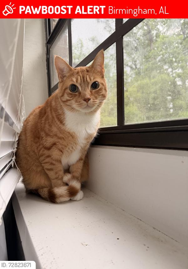 Lost Male Cat last seen broken bow subdivision , Birmingham, AL 35242