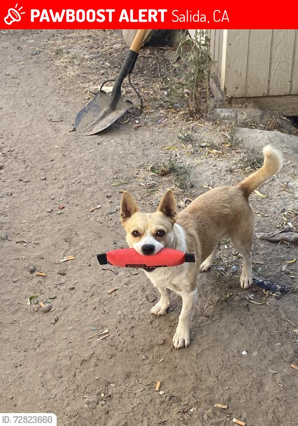 Lost Male Dog last seen Morgan Road , Salida, CA 95368