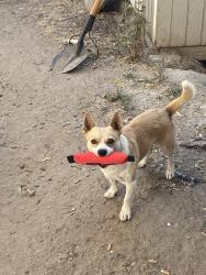 Lost Male Dog last seen Morgan Road , Salida, CA 95368