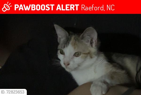 Lost Female Cat last seen W Palmer St , Raeford, NC 28376