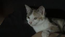 Lost Female Cat last seen W Palmer St , Raeford, NC 28376