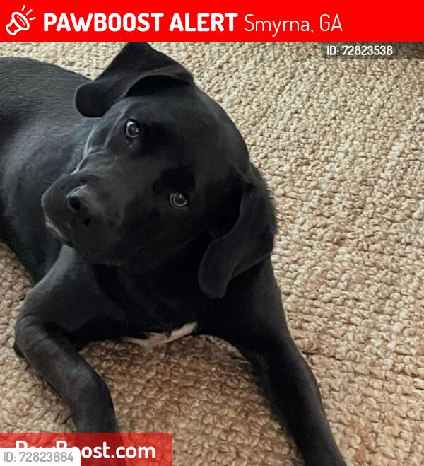 Lost Male Dog last seen NORTH COOPER LAKE RD, Smyrna, GA 30082