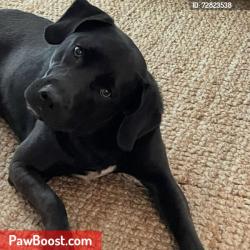 Lost Male Dog last seen NORTH COOPER LAKE RD, Smyrna, GA 30082
