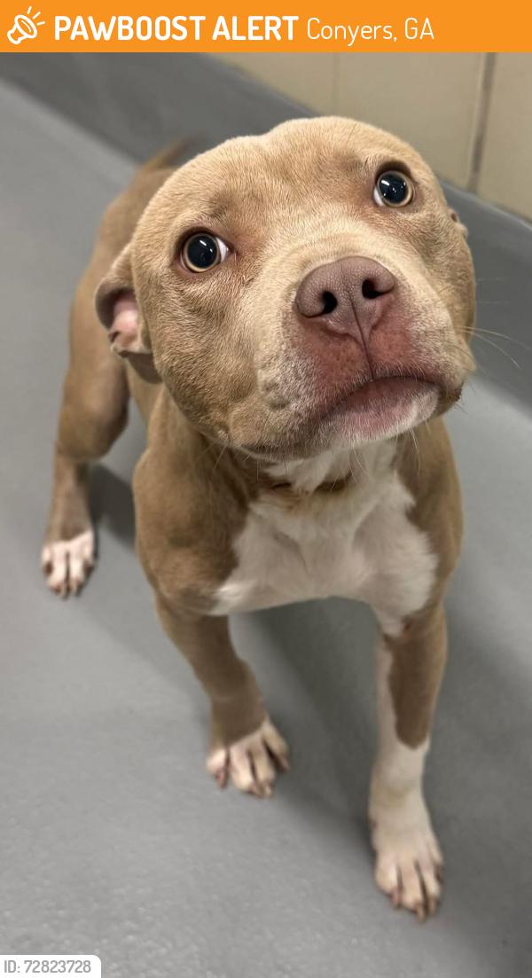 Found/Stray Unknown Dog last seen Rockdale County Animal Service, 1506 Rockbridge Road, Conyers, GA 30012, Conyers, GA 30012