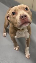 Found/Stray Unknown Dog last seen Rockdale County Animal Service, 1506 Rockbridge Road, Conyers, GA 30012, Conyers, GA 30012