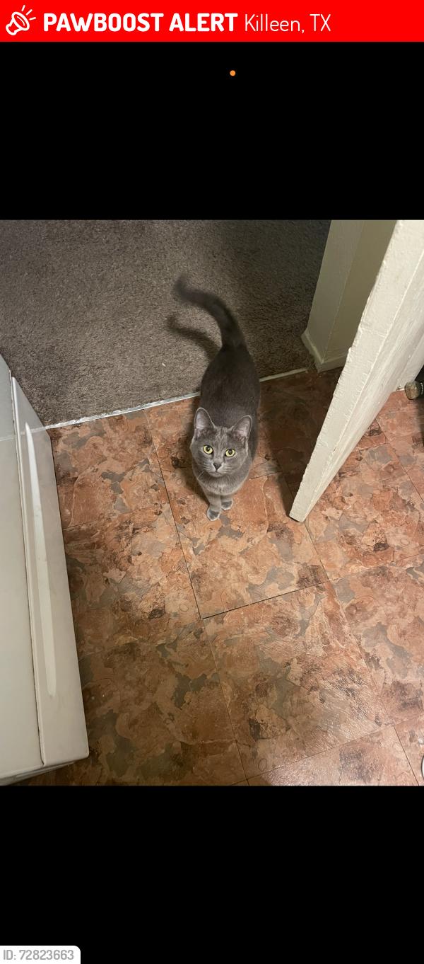 Lost Female Cat last seen Lions Gate Ln, Killeen, TX 76549
