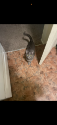 Lost Female Cat last seen Lions Gate Ln, Killeen, TX 76549