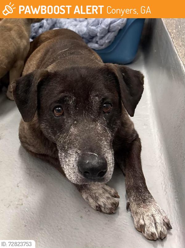 Found/Stray Unknown Dog last seen Rockdale County Animal Service, 1506 Rockbridge Road, Conyers, GA 30012, Conyers, GA 30012