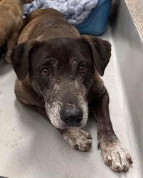 Found/Stray Unknown Dog last seen Rockdale County Animal Service, 1506 Rockbridge Road, Conyers, GA 30012, Conyers, GA 30012