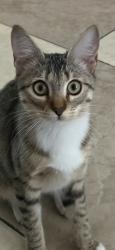 Lost Female Cat last seen Palmbrook and Hanley, Town 'n' Country, FL 33615