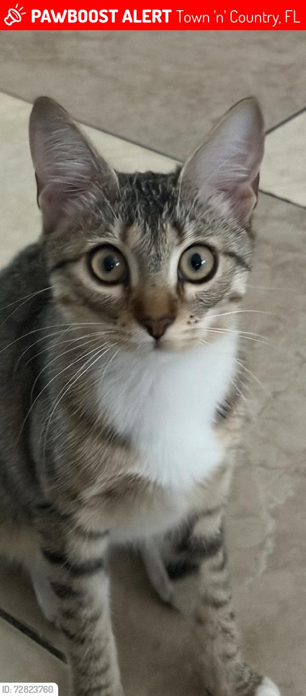 Lost Female Cat last seen Palmbrook and Hanley, Town 'n' Country, FL 33615