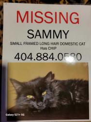 Lost Male Cat last seen Hiram way, Hiram, GA 30141