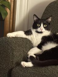 Lost Male Cat last seen Near and Aldrich, Minneapolis, MN 55408