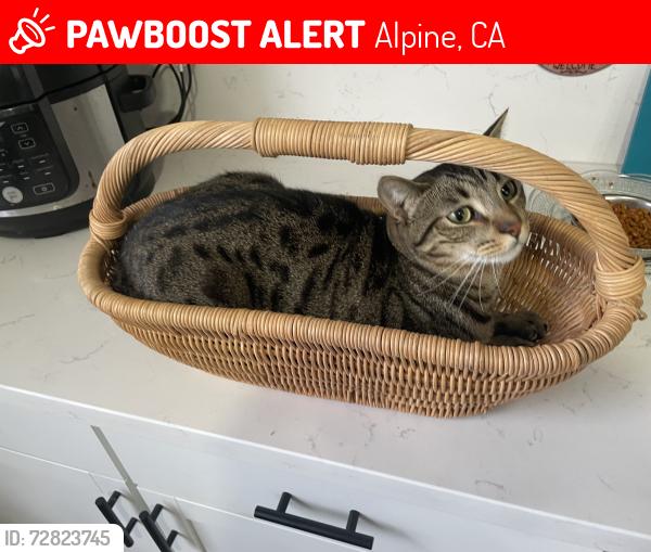 Lost Male Cat last seen California Terrace/Bay Meadows off Alpine Blvd, Alpine, CA 91901