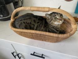 Lost Male Cat last seen California Terrace/Bay Meadows off Alpine Blvd, Alpine, CA 91901