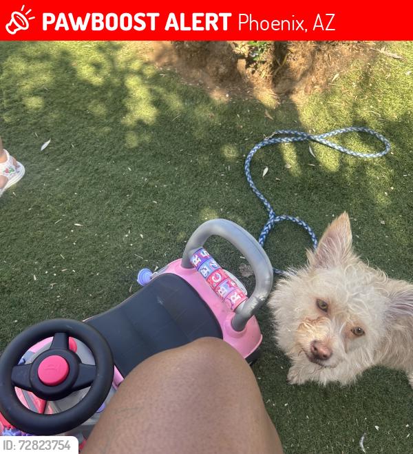 Lost Male Dog last seen Thomas black canyon hwy, Phoenix, AZ 85017