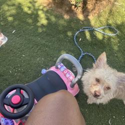 Lost Male Dog last seen Thomas black canyon hwy, Phoenix, AZ 85017