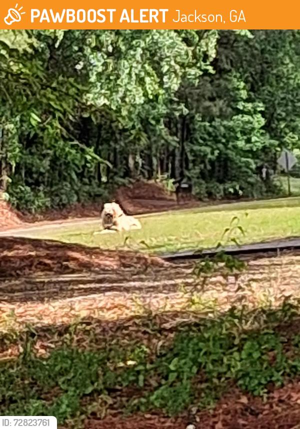 Found/Stray Unknown Dog last seen McCart Circle, Jackson, GA 30233