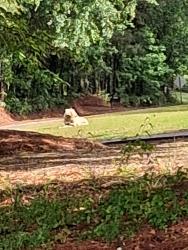 Found/Stray Unknown Dog last seen McCart Circle, Jackson, GA 30233