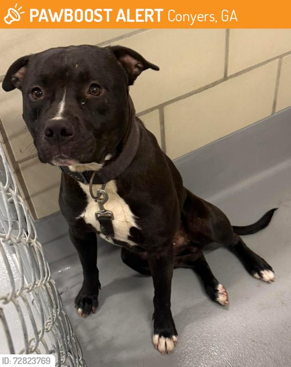 Found/Stray Unknown Dog last seen Rockdale County Animal Service, 1506 Rockbridge Road, Conyers, GA 30012, Conyers, GA 30012