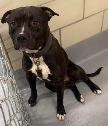 Found/Stray Unknown Dog last seen Rockdale County Animal Service, 1506 Rockbridge Road, Conyers, GA 30012, Conyers, GA 30012