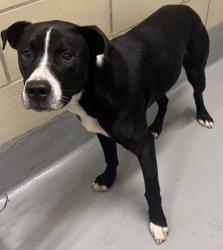Found/Stray Unknown Dog last seen Rockdale County Animal Service, 1506 Rockbridge Road, Conyers, GA 30012, Conyers, GA 30012