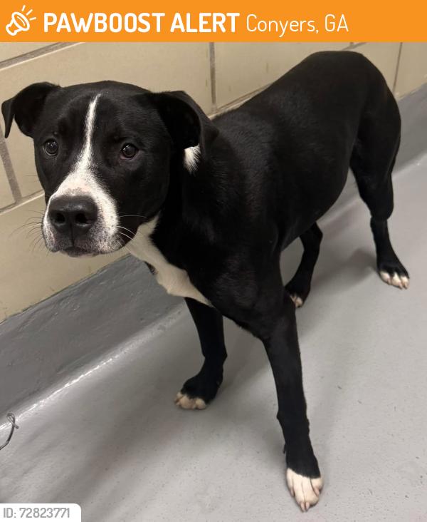 Found/Stray Unknown Dog last seen Rockdale County Animal Service, 1506 Rockbridge Road, Conyers, GA 30012, Conyers, GA 30012