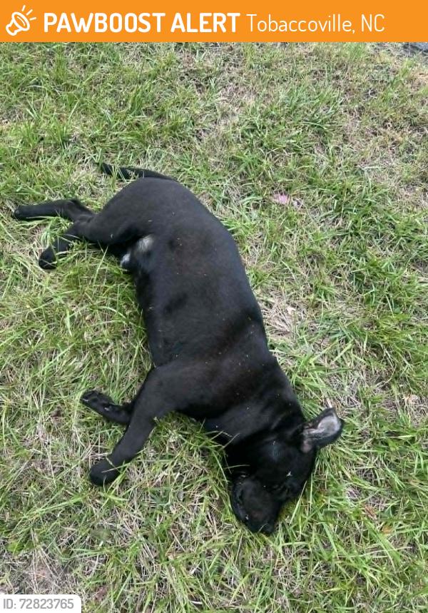 Found/Stray Male Dog last seen RJR Moore Rd/52 exit around the curve across from the first hse on left., Tobaccoville, NC 27050