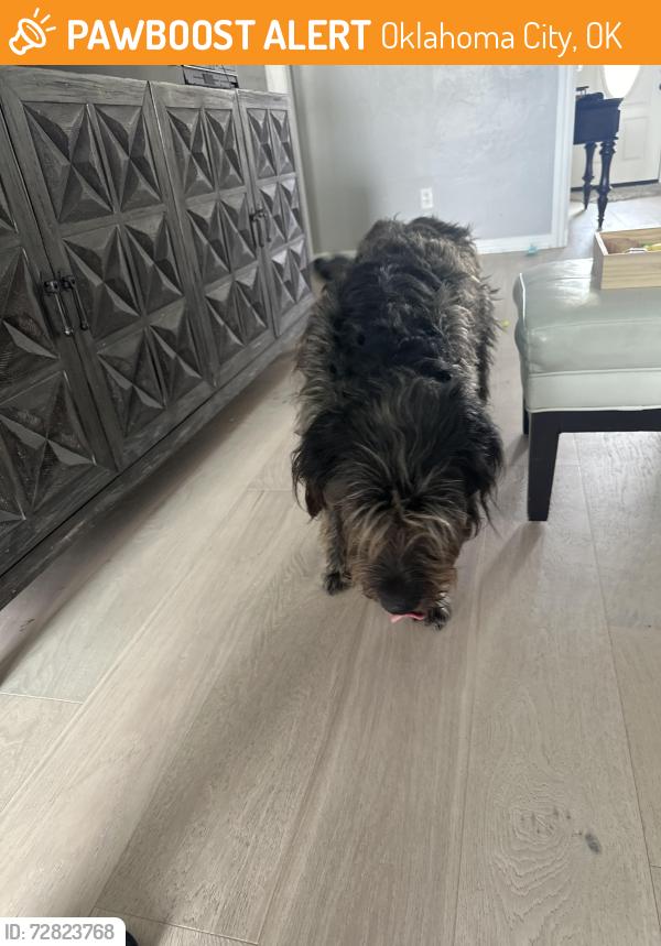 Found/Stray Female Dog last seen SW 119th and Pennsylvania okc, Oklahoma City, OK 73170
