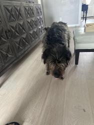 Found/Stray Female Dog last seen SW 119th and Pennsylvania okc, Oklahoma City, OK 73170