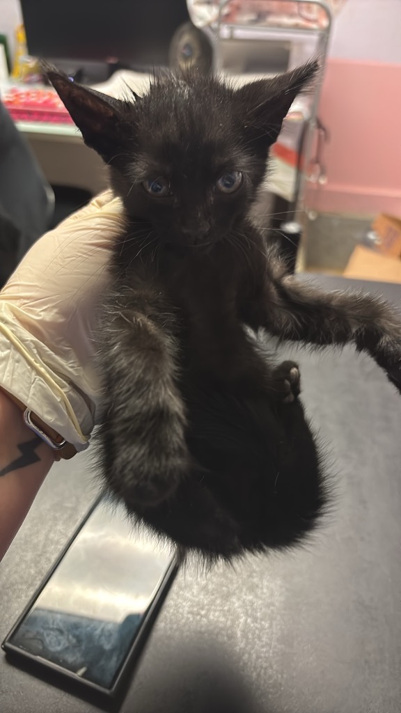 Shelter Stray Male Cat last seen Bexar County, New Braunfels, TX 78130