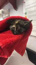 Shelter Stray Female Cat last seen Bexar County, New Braunfels, TX 78130