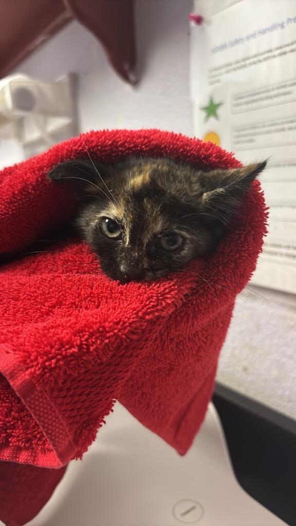 Shelter Stray Female Cat last seen Bexar County, New Braunfels, TX 78130
